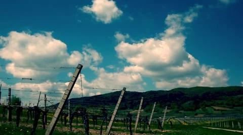 Green vine yards landscape Video stock 62406978