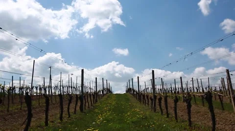 Green vine yards landscape Video stock 62406987