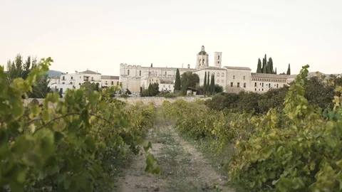 Green Vines And Monastery Stock Footage 119242798