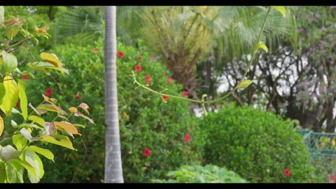 Green Vines and Palm Tree in Garden with Soft Background Blooms Stock Footage 331076509