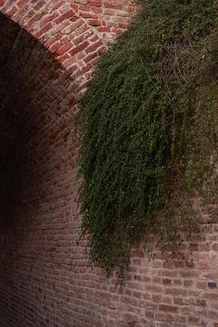 Green vines cascade down a curved red brick archway Stock Photos
