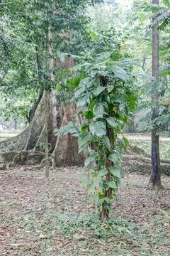 Green Vines Enveloping a Small Tree on the Forest Floor Stock Photos