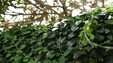 Green Vines Stock Footage 104826864