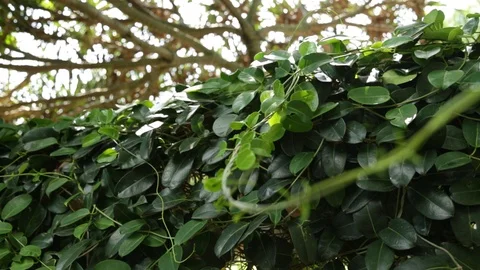 Green Vines Stock Footage 104826883