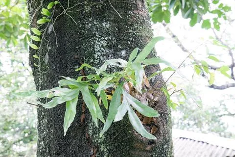 Green Vines Growing on Tree Trunk Surrounded by Leaves Stock Photos