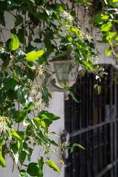 Green vines by the lantern. Stock Photos
