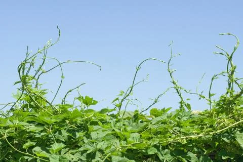 Green vines Фото