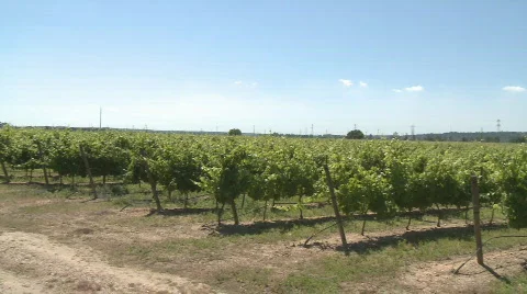 Green vines in a vineyard  Stock Footage 126116