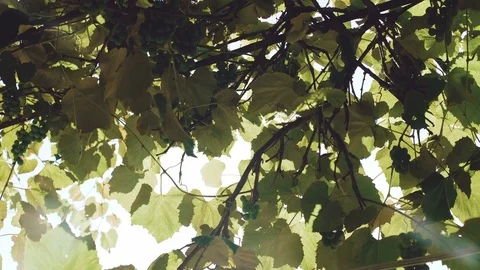 Green vineyard on a bright sunny sky background 4K Stock Footage