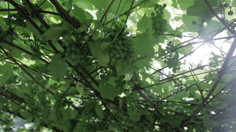 Green vineyard, close-up Stock-Footage 92146178