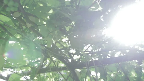 Green vineyard, close-up 스톡 동영상 92149600