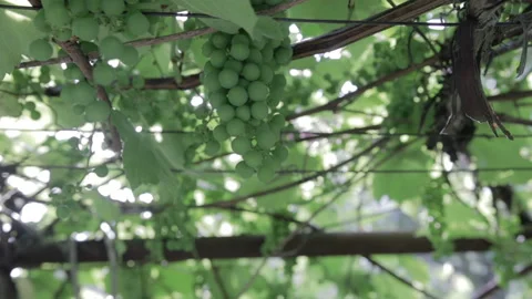 Green vineyard, close-up Stockbeeldmateriaal 92149944