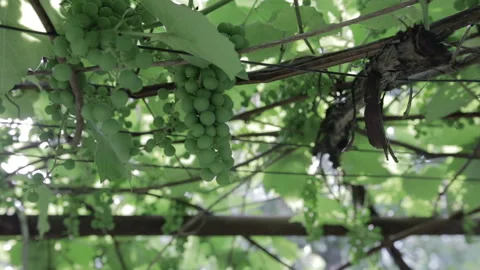 Green vineyard, close-up Stock Footage 92150199