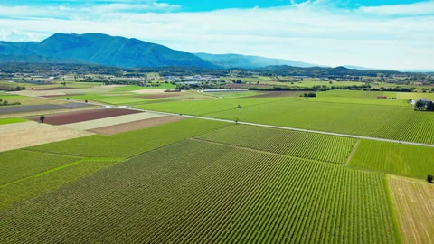 Green vineyard fields organized in rows across flat terrain in Italy Stock Footage 333696876