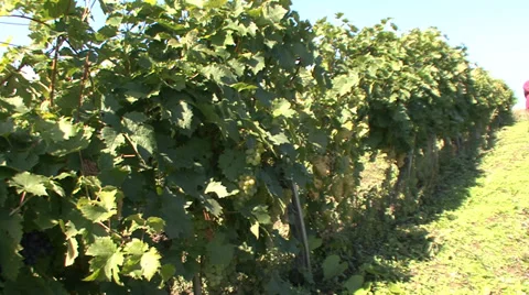 Green vineyard Stock-Footage 35582932
