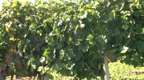Green vineyard with grapes Stock Footage 35582814
