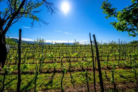 Green Vineyard Growing Beneath Bright Sun Stock Photos