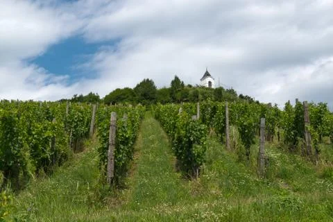 Green vineyard hill Stock Photos