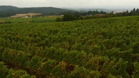 Green vineyard on hilly landscape Stock Footage 83862061