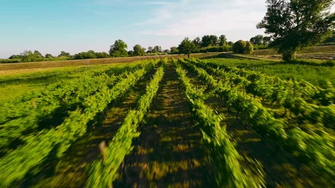 Green Vineyard landscape arial view Stock Footage 249317489