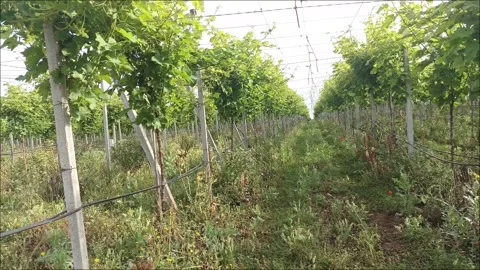 Green Vineyard Landscape under High-Tech Agricultural Netting Stock Footage 333926019