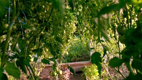 Green Vineyard Pathway lined with Vibrant Tomato Plants along the way Stock Footage 316323514