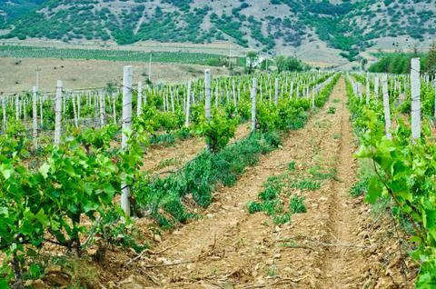 Green vineyard Stock-Fotos