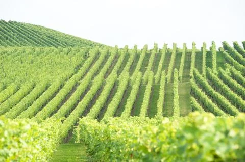 Green vineyard Stock Photos