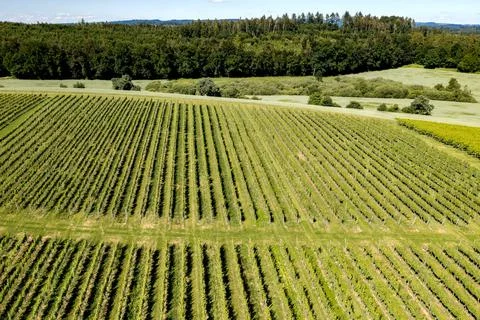 Green vineyard Stock Photos