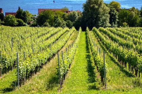 Green vineyard Stock Photos