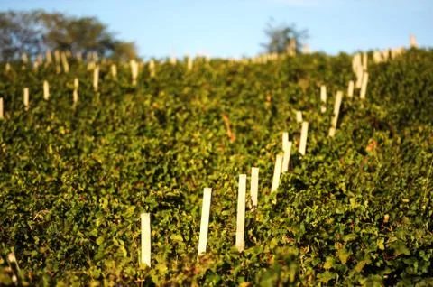 Green vineyard on row Foto stock