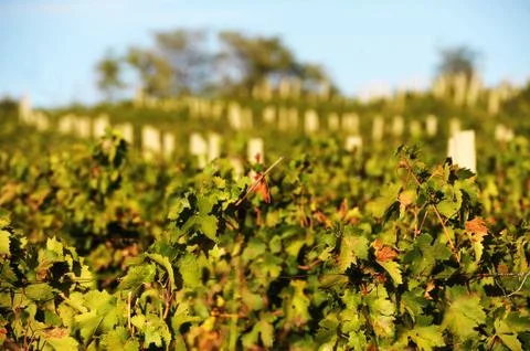 Green vineyard on row Stock Photos