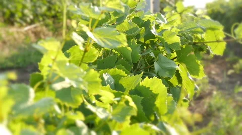 Green Vineyard Row In Summer Time  Stock-Footage 56401785