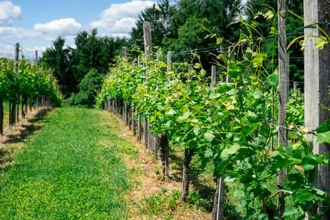 Green Vineyard Rows with Grapevines Vitis vinifera Growing on Sunny Hillside Stock Photos