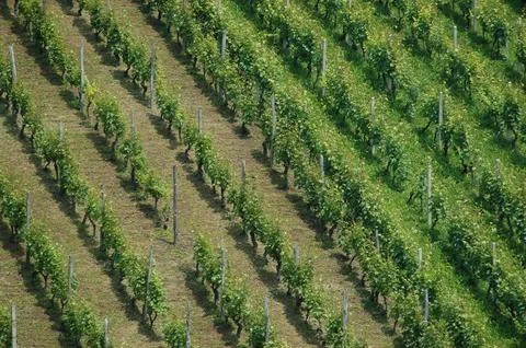Green vineyard rows on a hillside in a top view perspective Fotos Stock