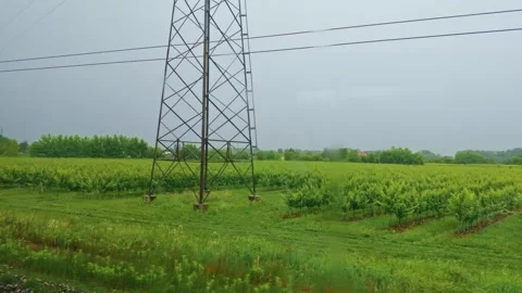 Green Vineyard Rows in Misty Countryside Video stock 343386296