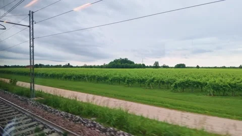 Green Vineyard Rows in Misty Countryside Video stock 343386390