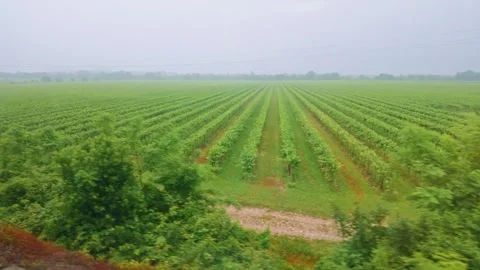 Green Vineyard Rows in Misty Countryside Stock-Footage 343386484
