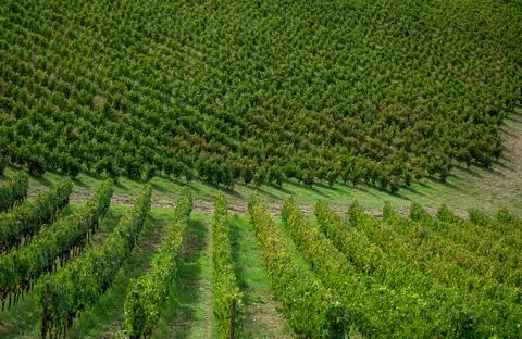 Green vineyard rows Stock Photos