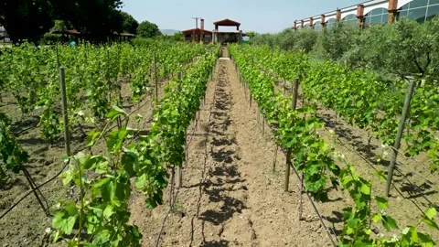 Green Vineyard Rows in Summer – Close-Up Agricultural Field Footage Stock Footage 323231086