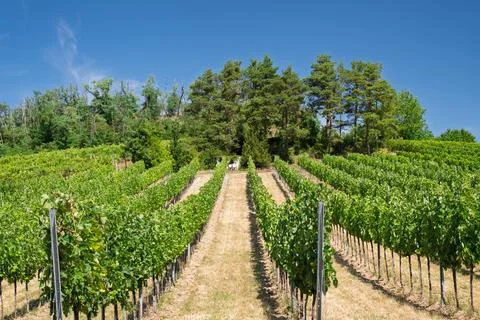 Green Vineyard Rows Under Blue Sky Stock Photos