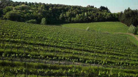 Green vineyard with rows of vines on a hill, trees Stock Footage 276262908
