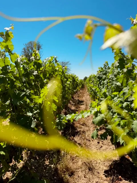 Green Vineyard Summer Stock Footage 345333661