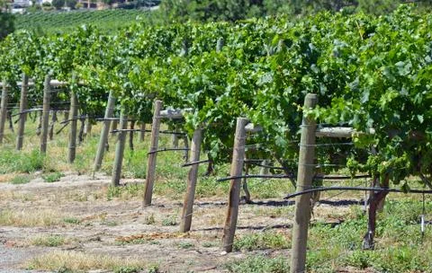 Green vineyard in summer Stock Photos