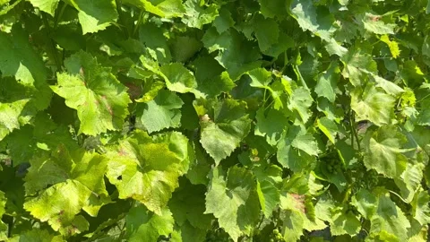 Green vineyard vines Stock Footage 247407801