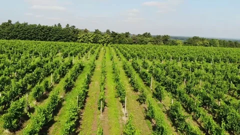 Green vineyards and fields. Stock Footage 112333216