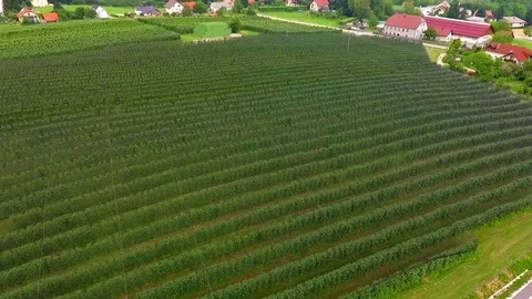 Green vineyards and orchards Stock Footage