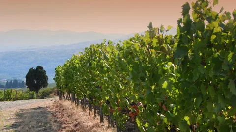 Green vineyards move in the wind under the sunset light Stock Footage 161156420