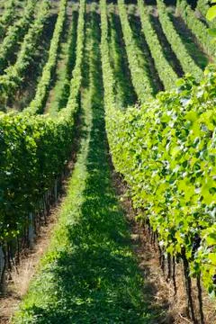 Green vineyards Stock Photos