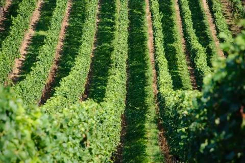 Green vineyards Stock Photos